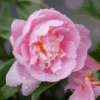 Just Chill™ Double Pink Camellia