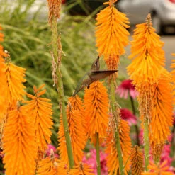 'Mango Popsicle' Red Hot Poker -Flower Shop Kniphofia Mango Popsicle 6