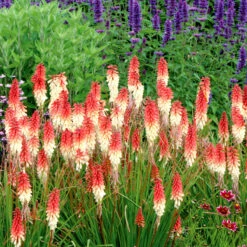 'Orange Vanilla Popsicle' Red Hot Poker -Flower Shop Kniphofia Orange Vanilla Popsicle 4
