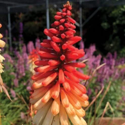 'Orange Vanilla Popsicle' Red Hot Poker -Flower Shop Kniphofia Orange Vanilla Popsicle 6