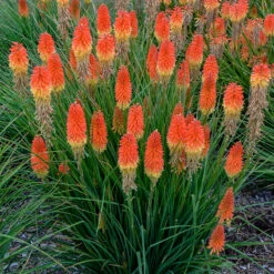 Pyromania™ 'Backdraft' Red Hot Poker -Flower Shop Kniphofia Backdraft 3 P
