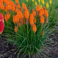 Pyromania™ 'Orange Blaze' Red Hot Poker 6 Pyromania™ 'Orange Blaze' Red Hot Poker -Flower Shop Kniphofia Orange Blaze 2 P