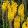 Pyromania™ 'Solar Flare' Red Hot Poker