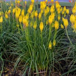 Pyromania™ 'Solar Flare' Red Hot Poker -Flower Shop Kniphofia Solar Flare 2 P