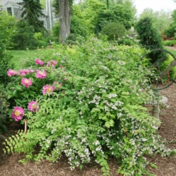 Jolene Jolene™ Beautybush -Flower Shop KolkwitziaJoleneJoleneDSC09745 800x800 eabc40a