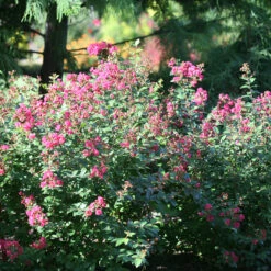 Infinitini® Magenta Crapemyrtle -Flower Shop Lagerstroemia Infinitini Magenta 3 P