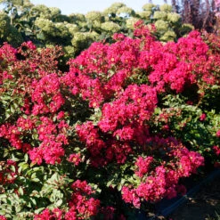 Infinitini Watermelon® Crapemyrtle -Flower Shop Lagerstroemia Infinitini Watermelon 3 P