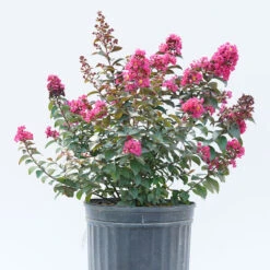 Rikki Tikki® Pink Crapemyrtle -Flower Shop Lagerstromea Rikki Tikki Pink 3 P