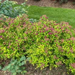 Double Play® Dolly™ Spirea -Flower Shop Landscapeviewoftheroundedcarefreehabitof yyt
