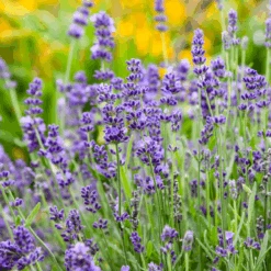 'Summer Serenade' Lavender (Lavandula)