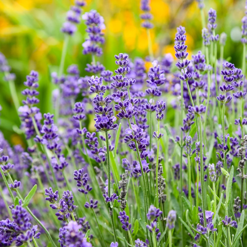 'Summer Serenade' Lavender (Lavandula) 1 'Summer Serenade' Lavender (Lavandula)