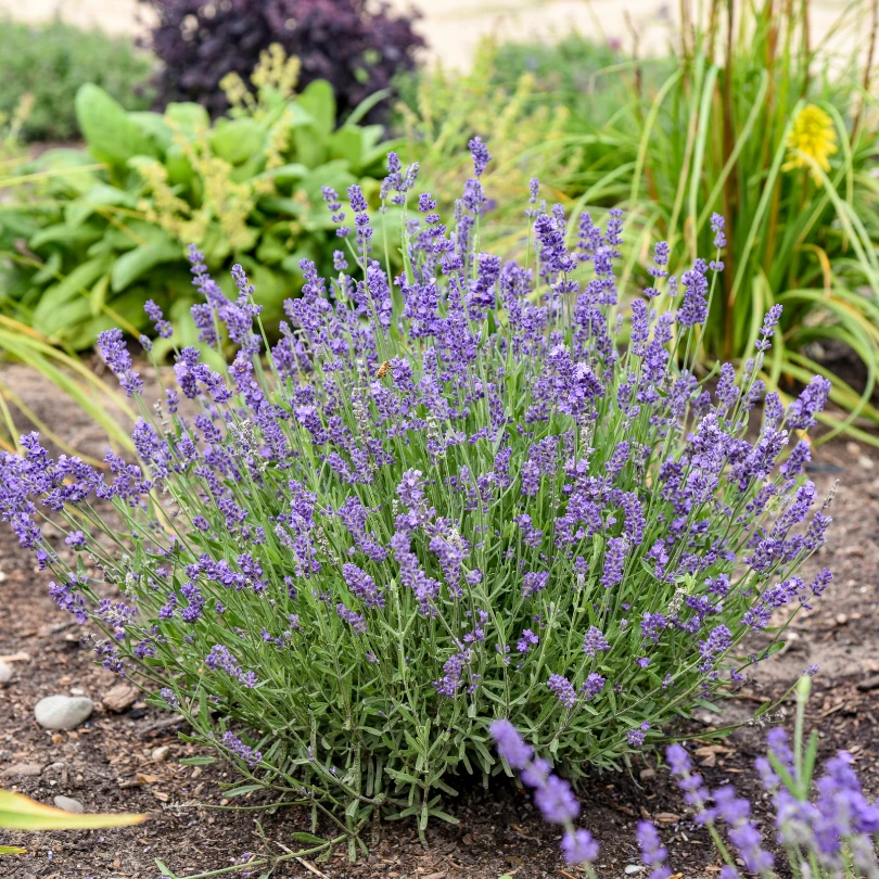 'Summer Serenade' Lavender (Lavandula) 2 'Summer Serenade' Lavender (Lavandula) - Image 2