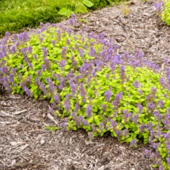'Lemon Purrfection' Catmint (Nepeta) -Flower Shop LemonPurrfection Catmint Nepeta 2