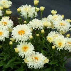 'Coconut' Double Shasta Daisy -Flower Shop Leucanthemum Coconut 2