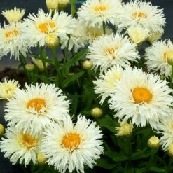 'Coconut' Double Shasta Daisy -Flower Shop Leucanthemum Coconut 3