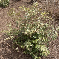 Paisley Pup™ Doghobble 10 Paisley Pup™ Doghobble -Flower Shop Leucothoe Paisley Pup IMG 9190