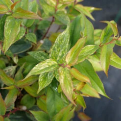 Paisley Pup™ Doghobble 8 Paisley Pup™ Doghobble -Flower Shop Leucothoe Paisley Pup P1214645