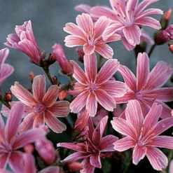 'Little Plum' Lewisia