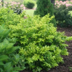 Golden Ticket® Privet -Flower Shop Ligustrum Golden Ticket 3