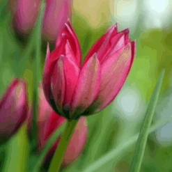 'Little Beauty' Dwarf Tulip -Flower Shop LittleBeautyTulip 3