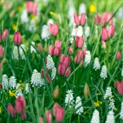 'Little Beauty' Dwarf Tulip -Flower Shop LittleBeautyTulip 4