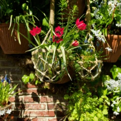 'Little Beauty' Dwarf Tulip -Flower Shop LittleBeautyTulip 6