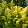Little Lemon® Goldenrod (Solidago)