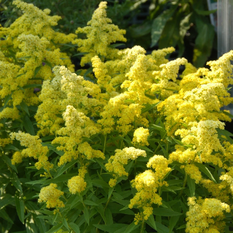 Little Lemon® Goldenrod (Solidago) 1 Little Lemon® Goldenrod (Solidago)
