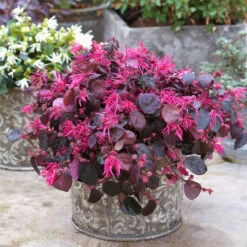 Jazz Hands Bold® Chinese Fringe-Flower -Flower Shop Loropetalum Jazz Hands Bold 3