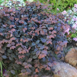 Jazz Hands® Pink Chinese Fringe-Flower -Flower Shop Loropetalum Jazz Hands Dwarf Pink 3