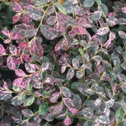 Jazz Hands Night Moves® Chinese Fringe-Flower -Flower Shop Loropetalum Jazz Hands Night Moves 3