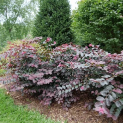 Jazz Hands® Pink Chinese Fringe-Flower -Flower Shop LoropetalumJazzHandsPinkP1079773 800x800 9f503d1