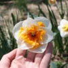 'Love Call' Large Cupped Daffodil (Narcissus)