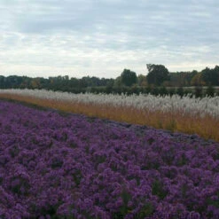 Purple Eulalia -Flower Shop MISPU1Q 3 sw