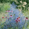 Magical Silver Sea Holly (Eryngium)