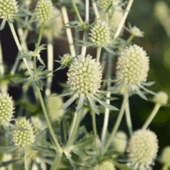 Magical Silver Sea Holly (Eryngium) -Flower Shop Magical Silver Sea Holly Eryngium 2