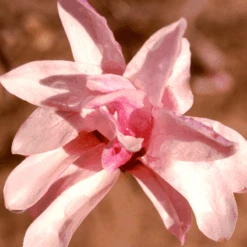 'Leonard Messel' Magnolia -Flower Shop Magnolia Leonard Messel 1
