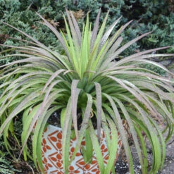 Mad About Mangave® 'Bad Hair Day' Mangave