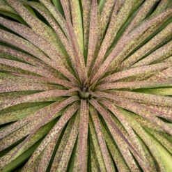 Mad About Mangave® 'Bad Hair Day' Mangave -Flower Shop Mangave BadHairDay Mangave 2