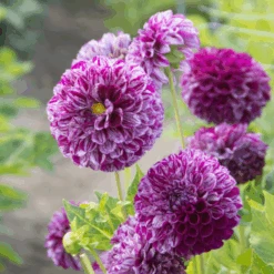 'Marble Ball' Dahlia -Flower Shop Marble Ball Dahlia