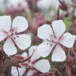 'Midnight Ghost' Cranesbill (Geranium) 9 'Midnight Ghost' Cranesbill (Geranium) -Flower Shop MidnightGhost Cranesbill Geranium