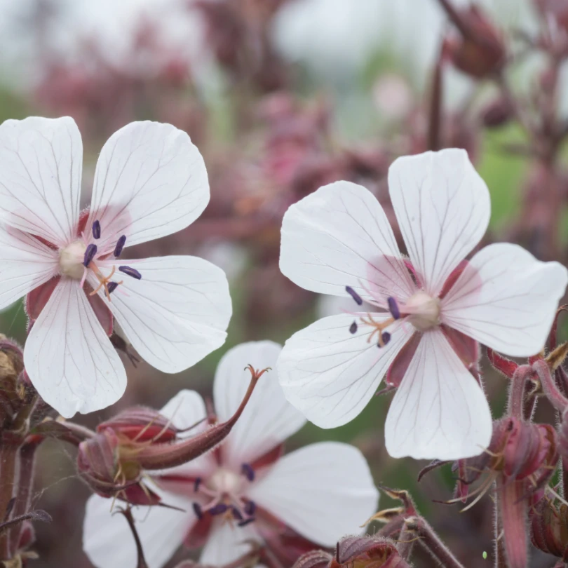 'Midnight Ghost' Cranesbill (Geranium) 4 'Midnight Ghost' Cranesbill (Geranium) - Image 4