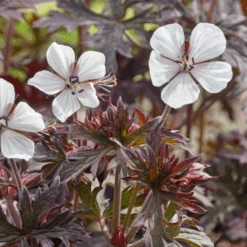 'Midnight Ghost' Cranesbill (Geranium)
