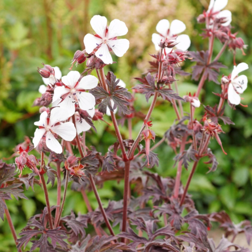 'Midnight Ghost' Cranesbill (Geranium) 2 'Midnight Ghost' Cranesbill (Geranium) - Image 2
