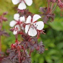 'Midnight Ghost' Cranesbill (Geranium) 11 'Midnight Ghost' Cranesbill (Geranium) -Flower Shop MidnightGhost Cranesbill Geranium 3