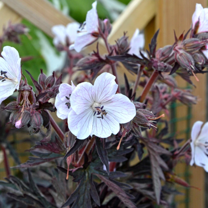 'Midnight Ghost' Cranesbill (Geranium) 5 'Midnight Ghost' Cranesbill (Geranium) - Image 5