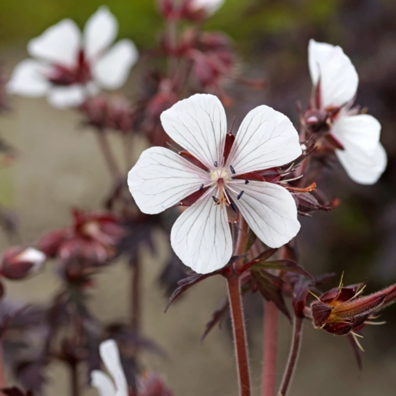 'Midnight Ghost' Cranesbill (Geranium) 3 'Midnight Ghost' Cranesbill (Geranium) - Image 3