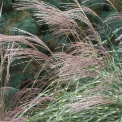 'Little Zebra' Dwarf Zebra Grass (Miscanthus) 7 'Little Zebra' Dwarf Zebra Grass (Miscanthus) -Flower Shop Miscanthus sinensis Little Zebra