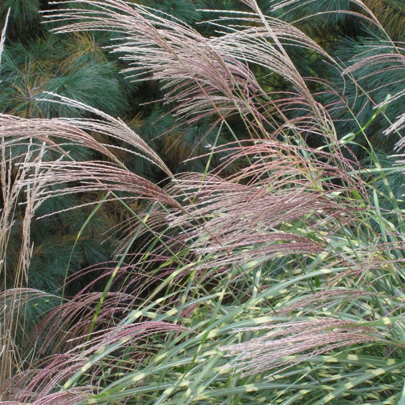 'Little Zebra' Dwarf Zebra Grass (Miscanthus) 4 'Little Zebra' Dwarf Zebra Grass (Miscanthus) - Image 4