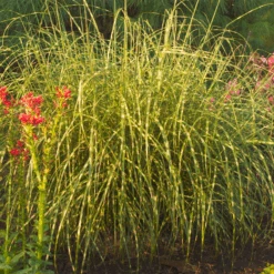'Little Zebra' Dwarf Zebra Grass (Miscanthus) 6 'Little Zebra' Dwarf Zebra Grass (Miscanthus) -Flower Shop Miscanthus sinensis Little Zebra 1